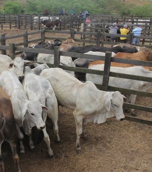 Feira de gado de Arapiraca estará suspensa na segunda (06) em virtude da vacinação contra a aftosa