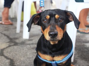 Cães e gatos são castrados em mais uma ação do Programa Castra Pet em Penedo