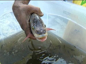 Peixes são retirados vivos de escombros em chafariz do Museu Nacional