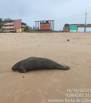 Peixe-boi-marinho é encontrado morto na Praia da Sereia, em Maceió