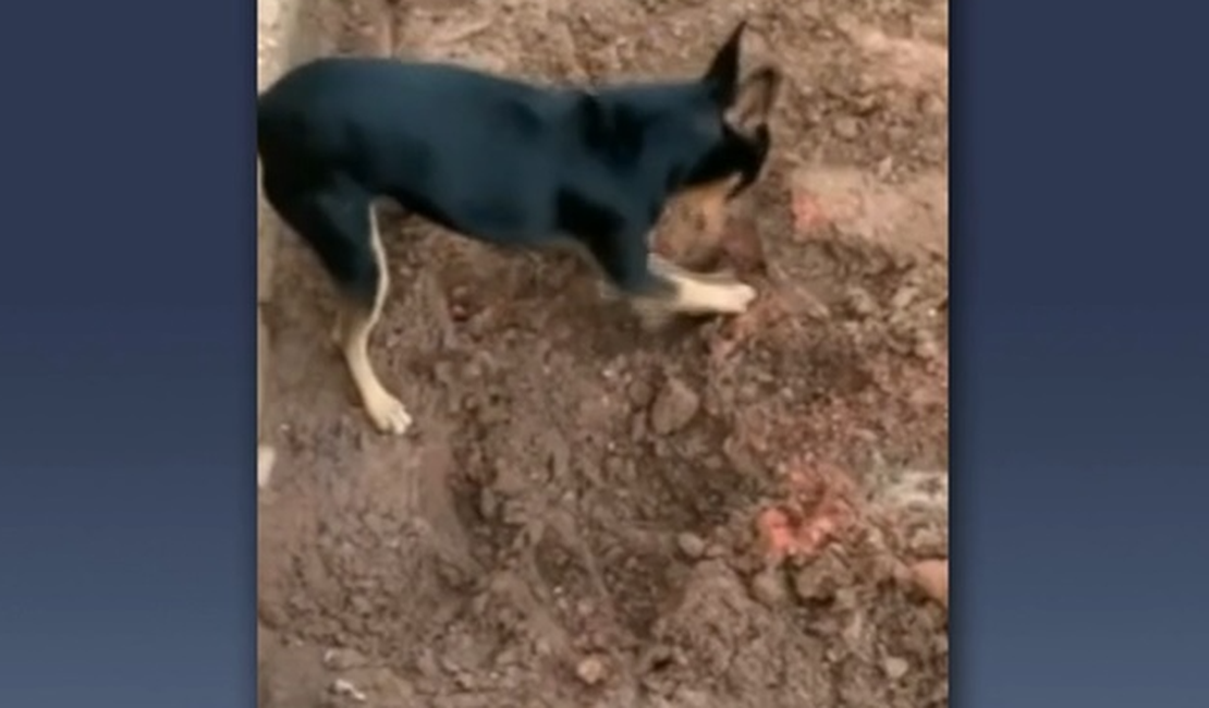 Cão cava, mostra droga à polícia e 'entrega' dono no Mato Grosso