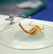 Sesau alerta sobre medidas que evitam proliferação de escorpiões