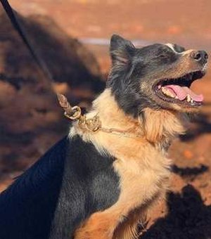 Morre cão dos bombeiros que atuou em Brumadinho e em Mariana