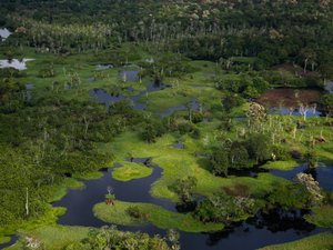 Fundo Amazônia recebeu R$ 3,4 bilhões de doações em 13 anos