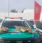 Polícia apreende espingarda e peles de jacaré no Litoral Sul de Alagoas