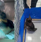 [Vídeo] Pinguim que 'se perdeu' na Praia do Gunga é transferido para aquário em João Pessoa