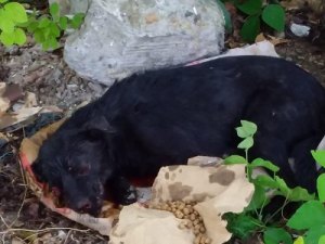 Mais um homem é preso por maus-tratos contra animais em Maceió