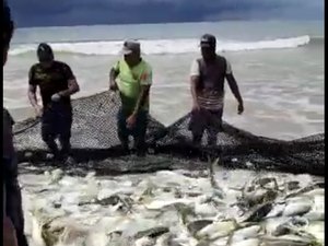 [Vídeo] Pescadores comemoram resultado de pesca em praia de Coruripe