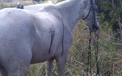 Cavalo ficou vivo após a colisão na rodovia AL 101 Norte