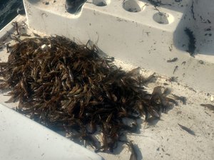 [Vídeo] FPI apreende 11 mil peixes e camarões em ação no Rio São Francisco