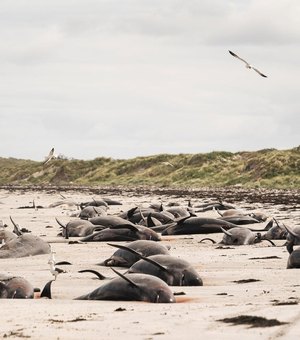 Quase 100 baleias-piloto morrem encalhadas na Nova Zelândia