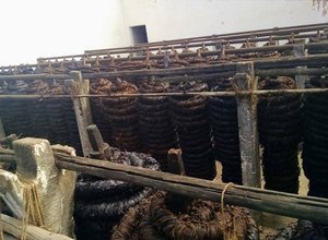 Alagoas perde R$ 280 milhões devido a falta de apoio a cultura do fumo