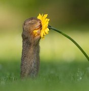 Fotógrafo captura momento em que esquilo cheira uma flor amarela e imagem viraliza