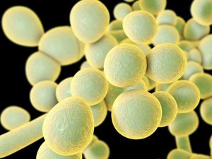 'Superfungo' em alerta no Brasil preocupa mas não é ameaça como covid-19, diz infectologista