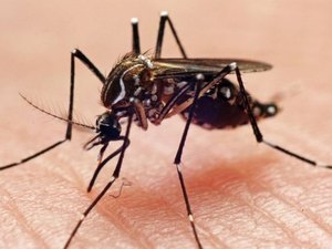 Secretaria de Saúde inicia campanha contra a dengue na sexta (26), em Palmeira
