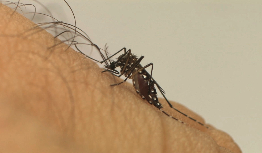 Alagoas é o segundo estado com menos casos de dengue no NE