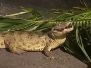 [Vídeo] Jacaré é flagrado em calçada no Benedito Bentes, após fortes chuvas