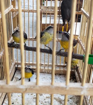 Dezenas de pássaros silvestres são apreendidos em feira livre de Maceió