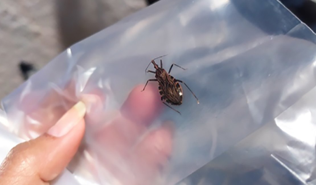 Saúde tem postos para recolher barbeiro transmissor da doença de Chagas