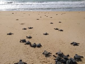 Biota e turistas preservam local de desova de tartarugas na Praia do Gunga