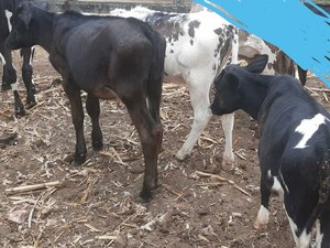 Homem pede ajuda para localizar animais furtados em Traipu