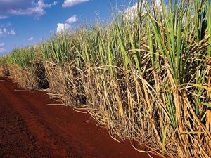 Alta nos mercados interno e externo animam fornecedores de cana