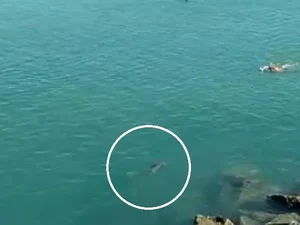 Sem perceber, banhista nada ao lado de tubarão em praia de Fortaleza