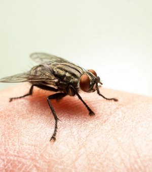 Virose da mosca: saiba como identificar e prevenir a doença