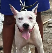 Menor é flagrado conduzindo pitbull sem focinheira em via pública em Arapiraca