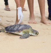 MP e MPF participam de soltura de tartaruga marinha e reafirmam importância de Plano de Ação Estadual