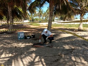 [Vídeo] Boto cinza é encontrado morto no litoral alagoano