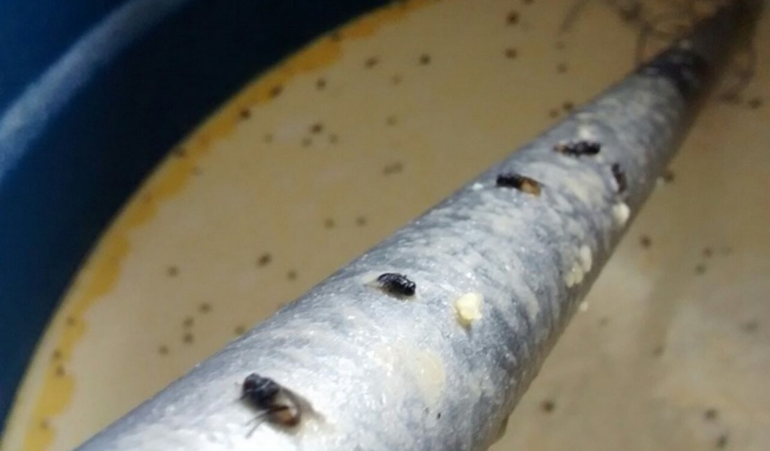 Quase meia tonelada de queijo estragado  foi apreendida em operação no Sertão de Alagoas