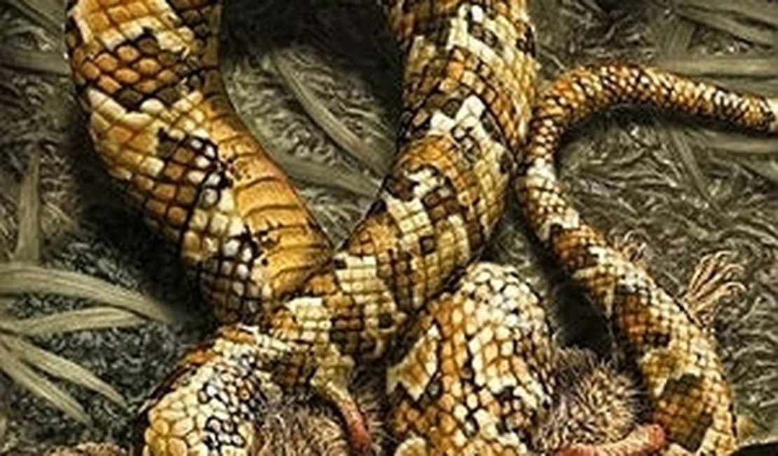 Cobra com quatro patas viveu no Ceará há 120 milhões de anos