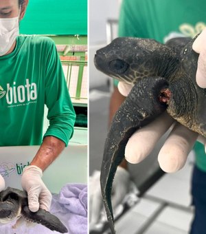 Filhote de tartaruga marinha é resgatado com nadadeiras estranguladas no Mirante da Sereia