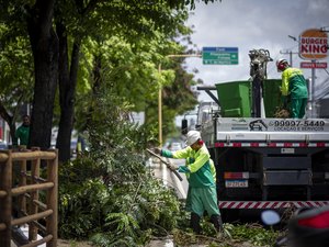Saiba como solicitar poda e supressão de árvores em casos de risco de queda