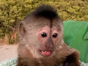 Macaco é suspeito de ligar para a polícia de zoológico dos EUA