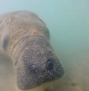 Laudos sobre mortes de peixes-bois em Porto de Pedras apontam contaminação