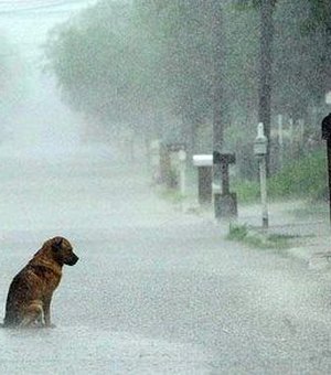 Protetores de animais incentivam adoção e empatia durante o período de chuva