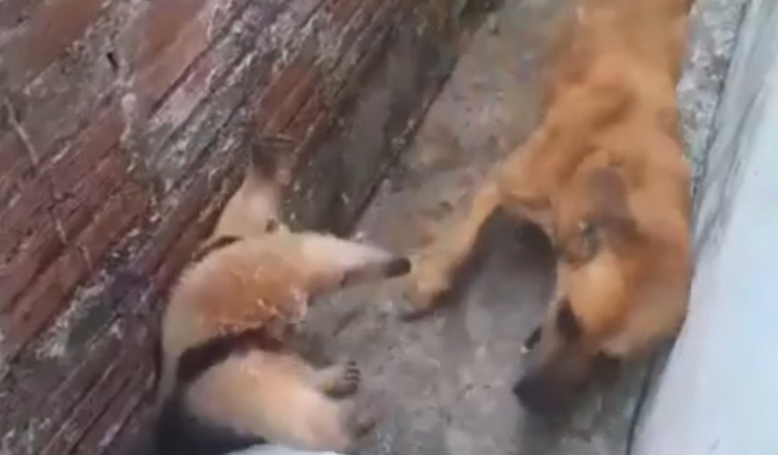 Cachorro caramelo ataca tamanduá após ter sua casa invadida
