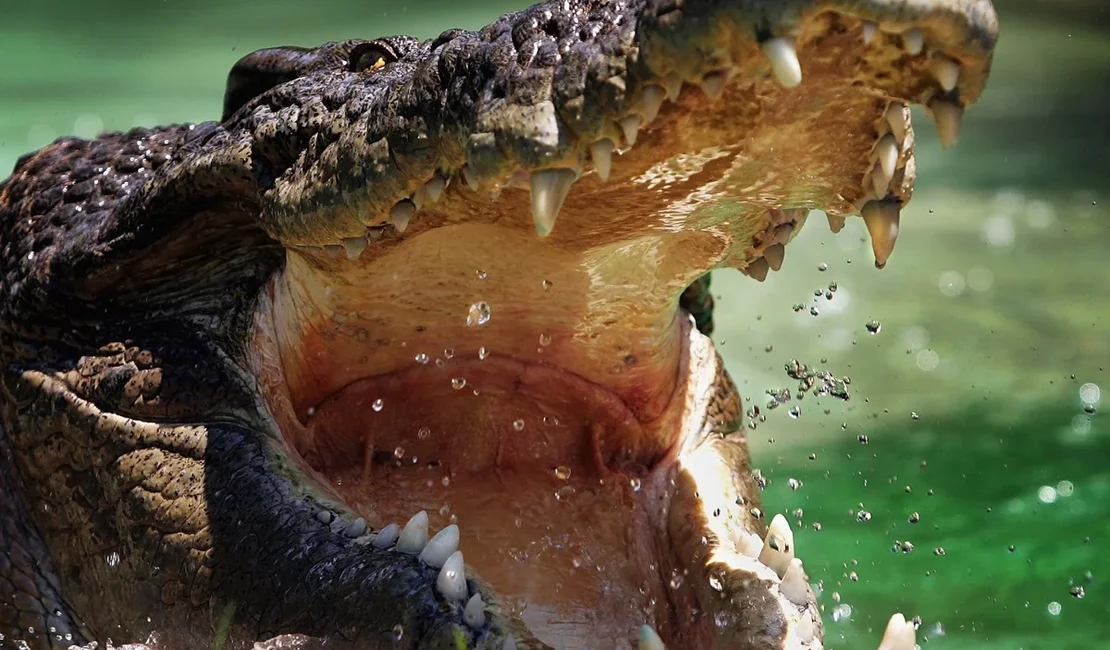 Adolescente de 14 anos é atacado por crocodilo durante pesca em praia