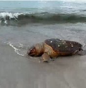 Tartaruga-cabeçuda é achada morta na areia da Ponta Verde, em Maceió