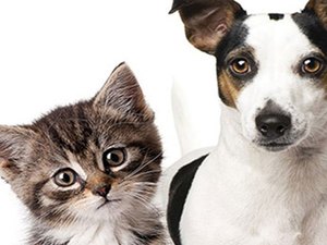 Feira de adoção de cães e gatos acontece no próximo domingo (16)