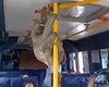 Bicho-preguiça vira 'passageiro' de van em viagem de Coqueiro Seco a Maceió
