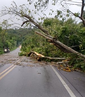 Queda de árvore interdita rodovia BR-316 no município de Satuba