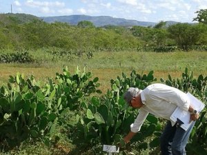 Emater avalia novos genótipos de palma forrageira resistente a pragas