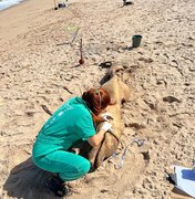 Corpo de golfinho é encontrado na Praia da Sereia, em Maceió