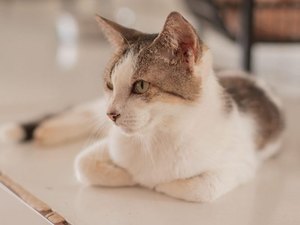 Gabinete da Causa Animal alerta sobre os cuidados ao deixar os pets sozinhos