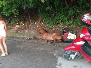 Carro colide em cavalo e homem fica ferido em Maragogi