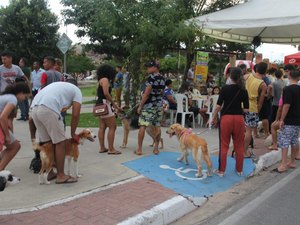 Feira de adoção de animais acontece neste domingo (17) em Arapiraca