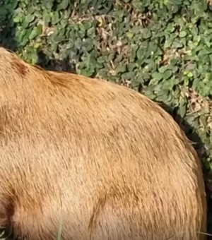 Grupo que agrediu capivara na Ilha do Governador-RJ é denunciado pelo MP